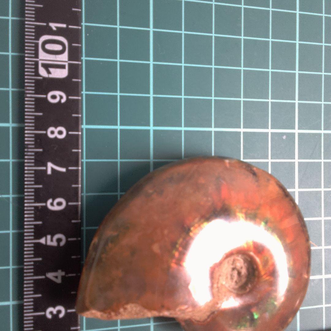 小物１ アンモナイト化石 赤褐色