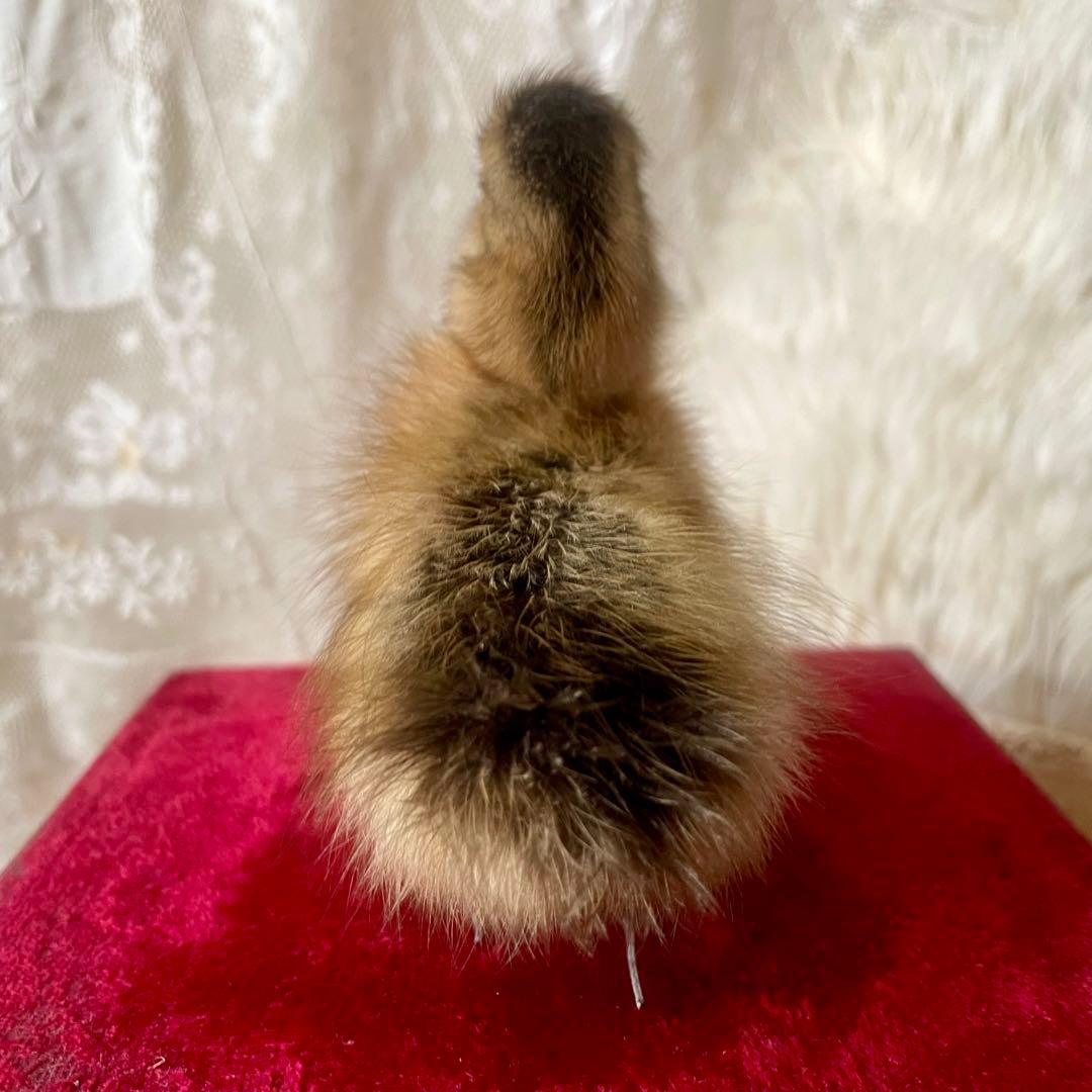 黒アヒルのヒヨコの剥製　小鳥　ひよこ　フランスアンティーク　ヴィンテージ
