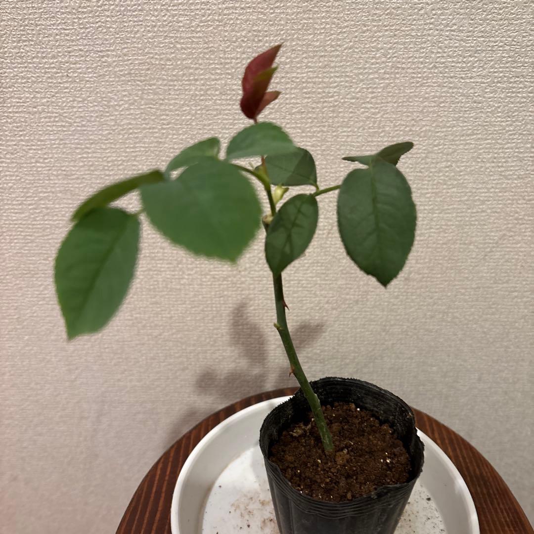 強香り♡フリルのシックな薔薇