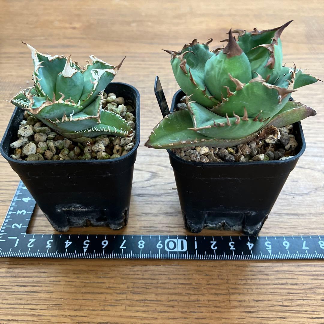 【初売りセット13】103 TC2株　アガベ　翼竜　白豪刺　太棘　鉢ごと発送