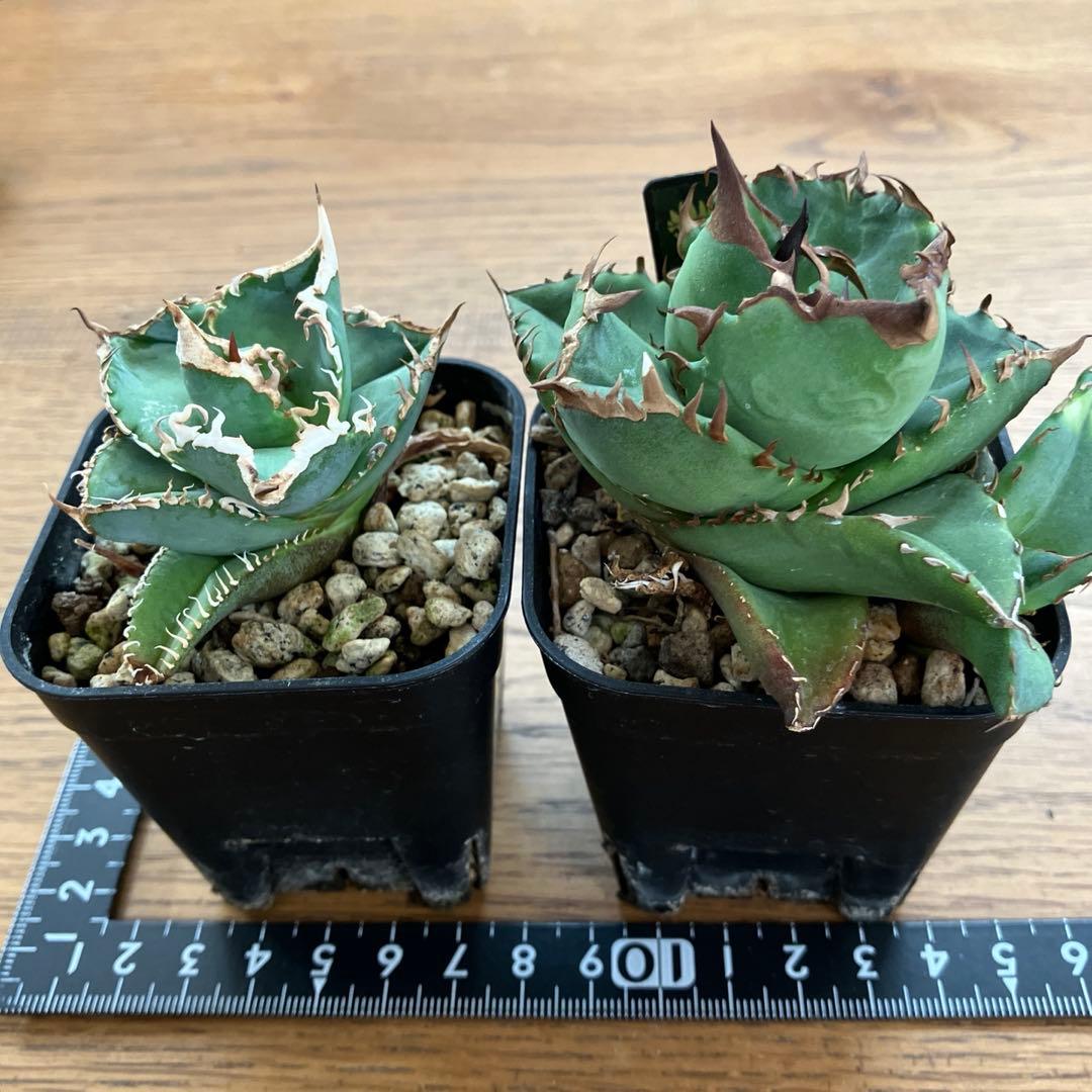 【初売りセット13】103 TC2株　アガベ　翼竜　白豪刺　太棘　鉢ごと発送