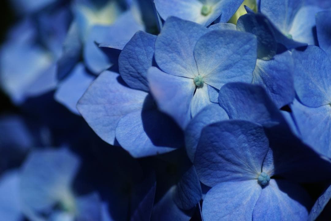 [美品/作例] TAMRON SP 90mm f2.8 Di マクロ 272E