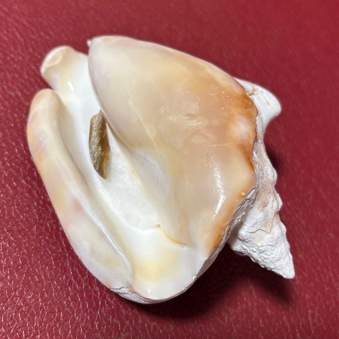 (希少)アツソデガイ　蓋付き　貝殻