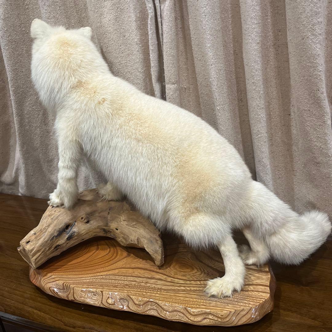 白きつね　剥製