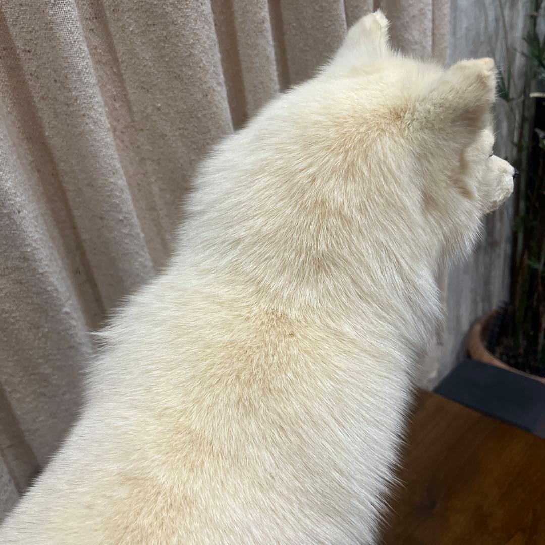 白きつね　剥製