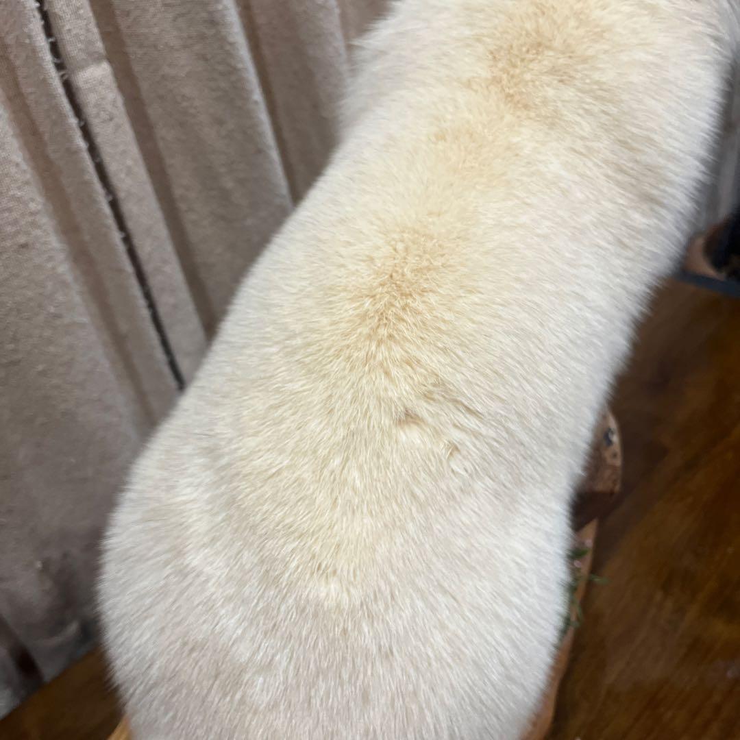 白きつね　剥製