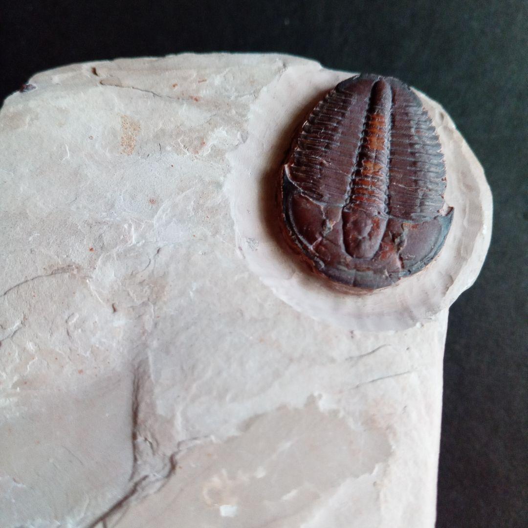 三葉虫　エルラシア　レッド　特大　33mm　ＵＳＡ　完全体　極美麗　極めて希少