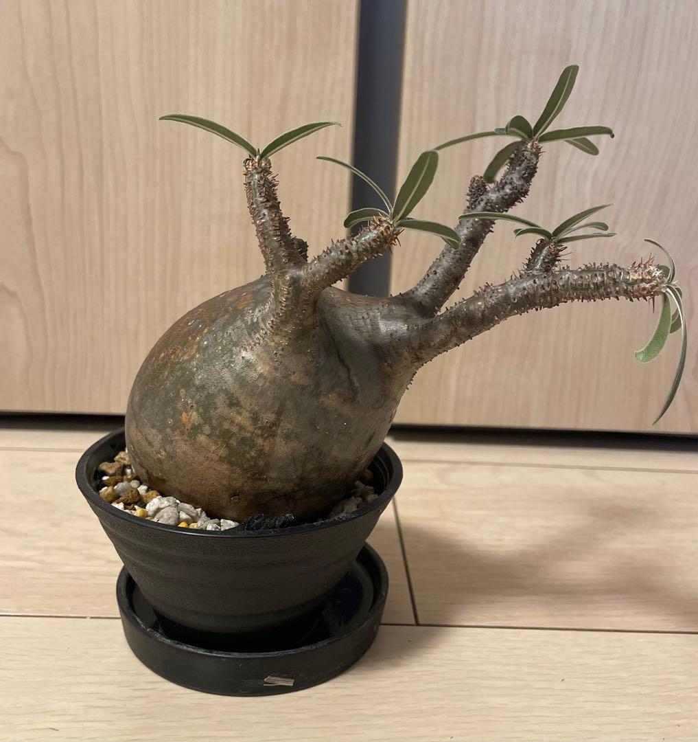 塊根植物 パキポディウム　グラキリス　緑肌　現地球　現地株　発根済み　緑肌