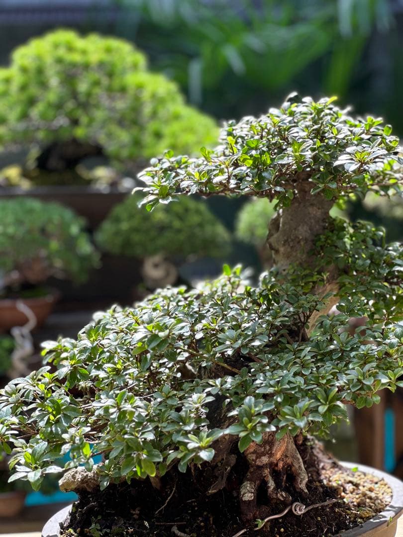 皐月盆栽　鉢横40cm 樹高40cm ピンクと白色