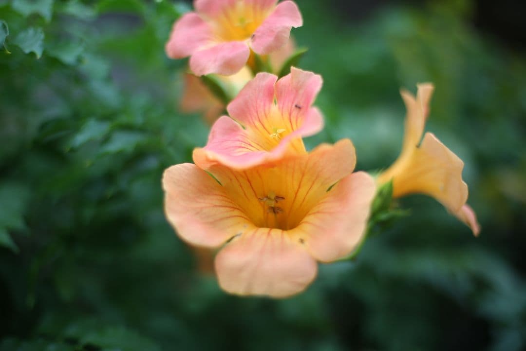 Canon EOS 5D Mark III デジタル一眼レフ