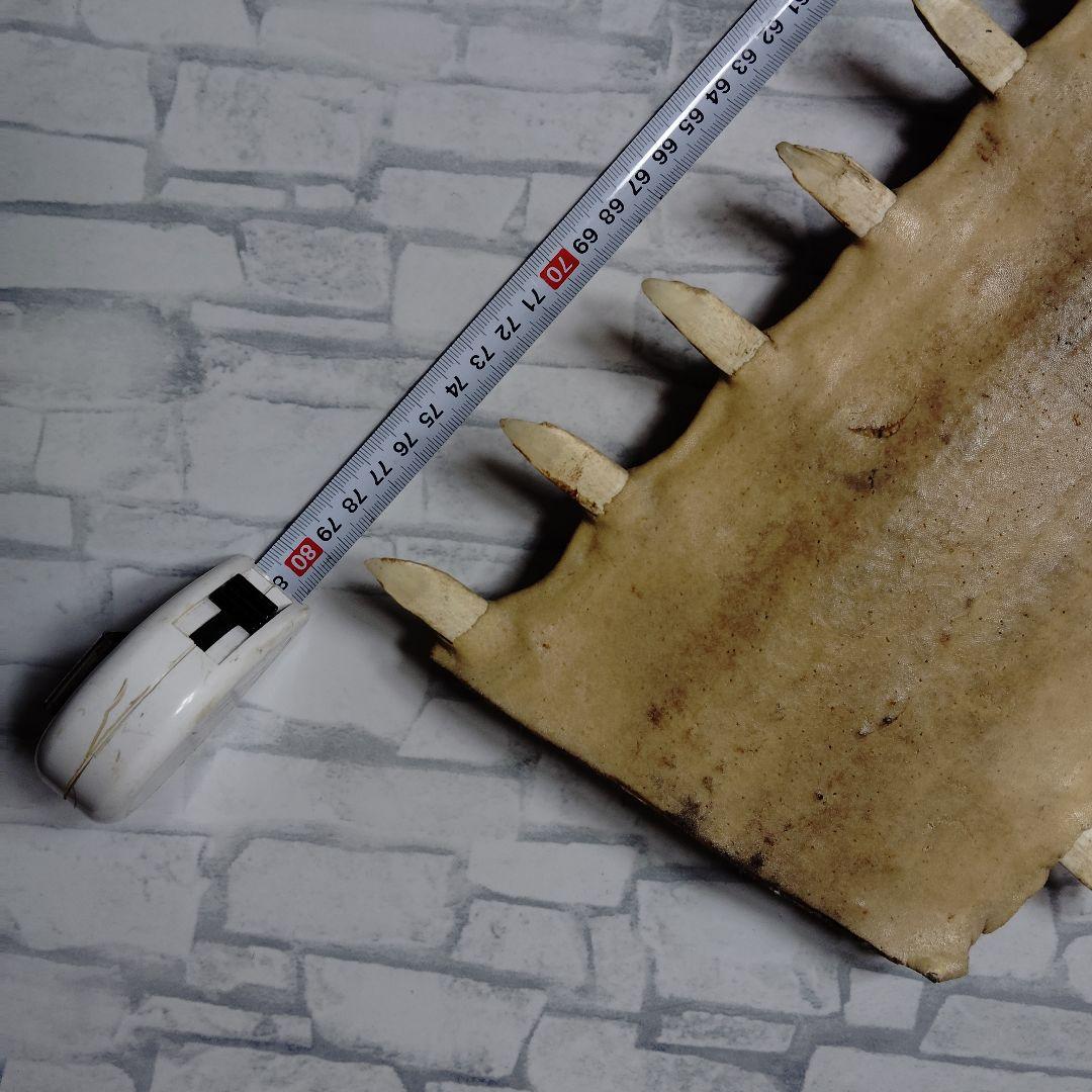 ​【超希少・特大80cm】ノコギリギス 吻 剥製 ブラジル ノコギリザメ 天然物