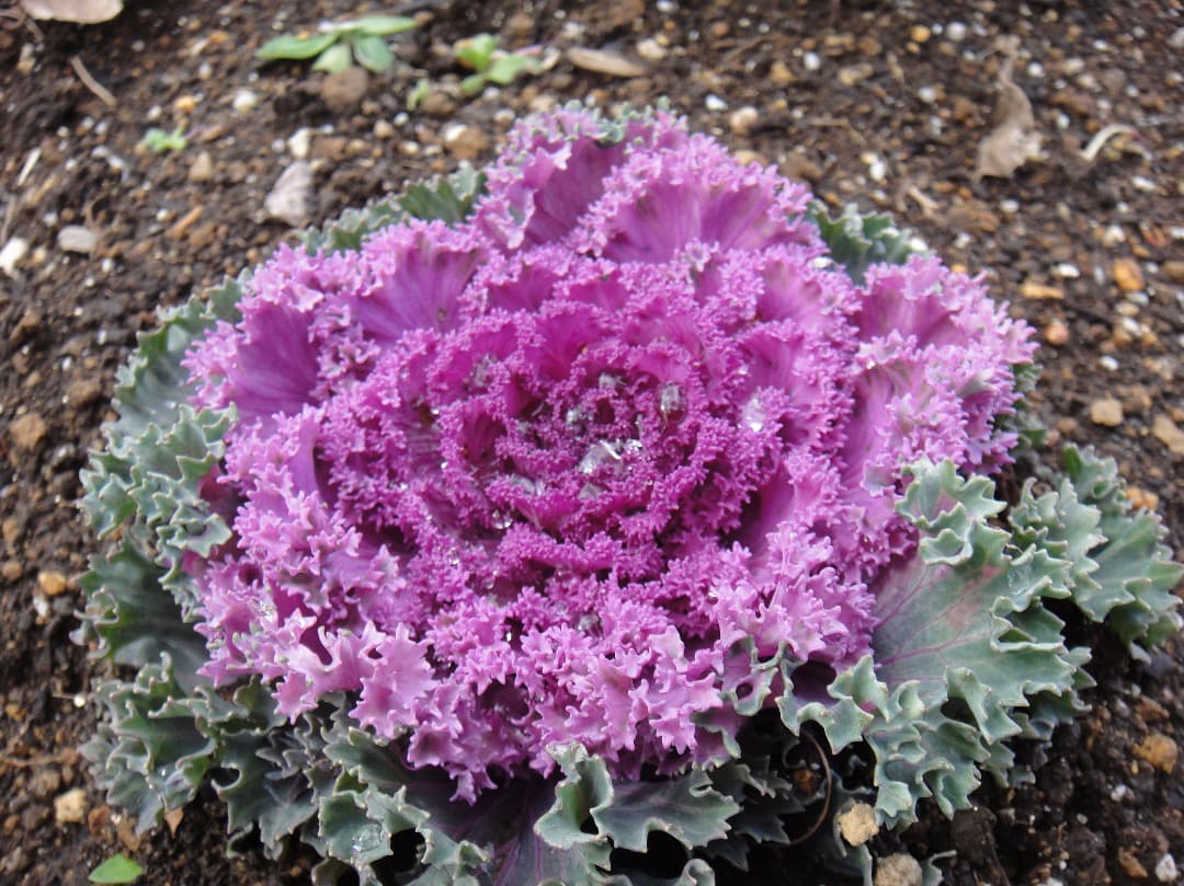 実写美⭕️【動作確認済み】Sony Cyber-shot DSC-TX1 ブルー