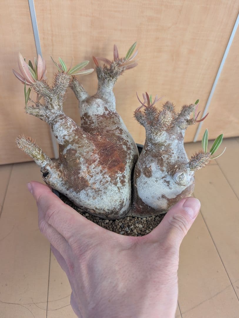 パキポディウム　イノビナツム2頭レア