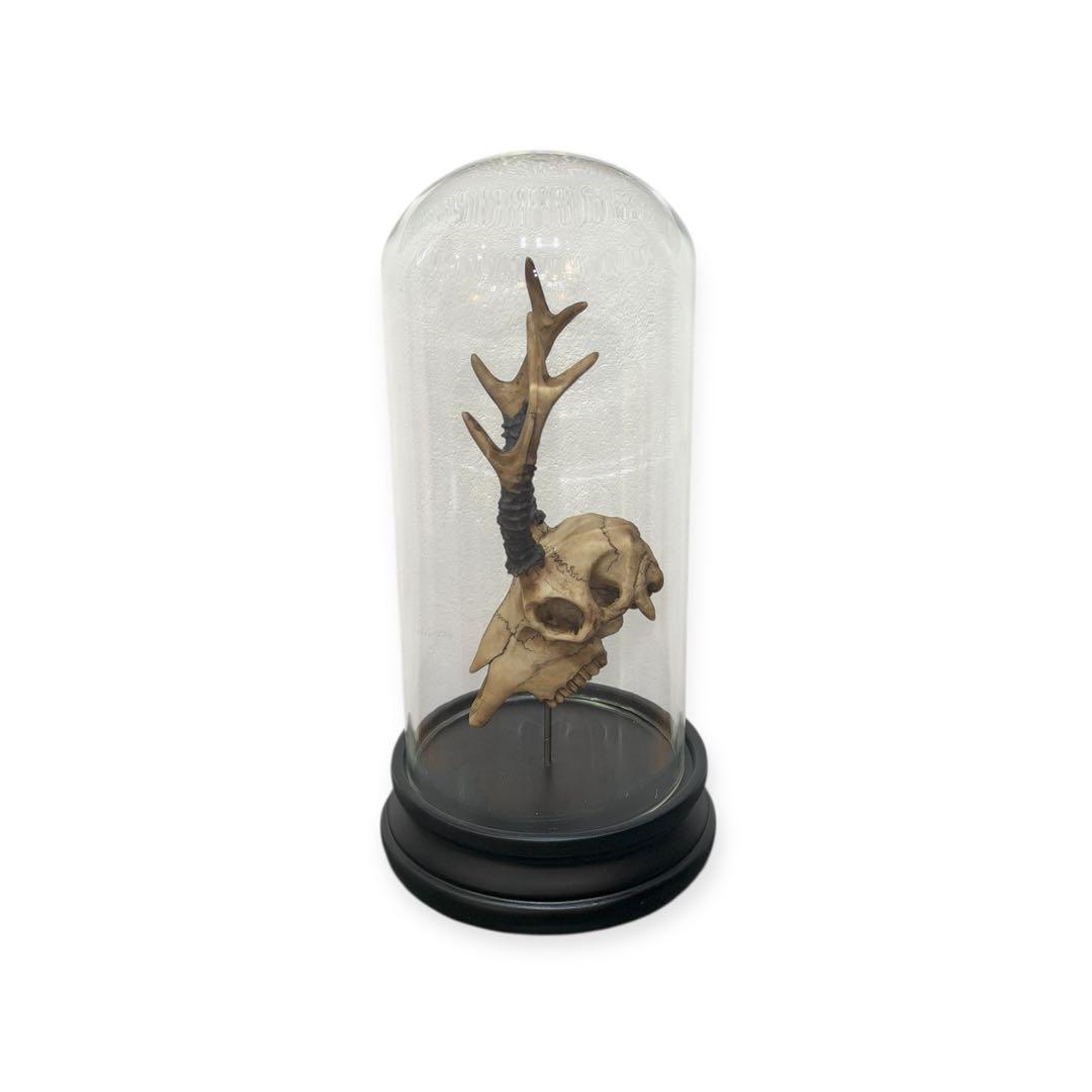 オブジェ-B Deer Skull Object -OJET シカ 送料込み