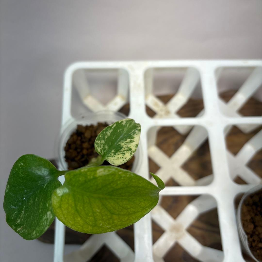 ち*え様 5株セットms54モンステラ バールマルクスフレーム