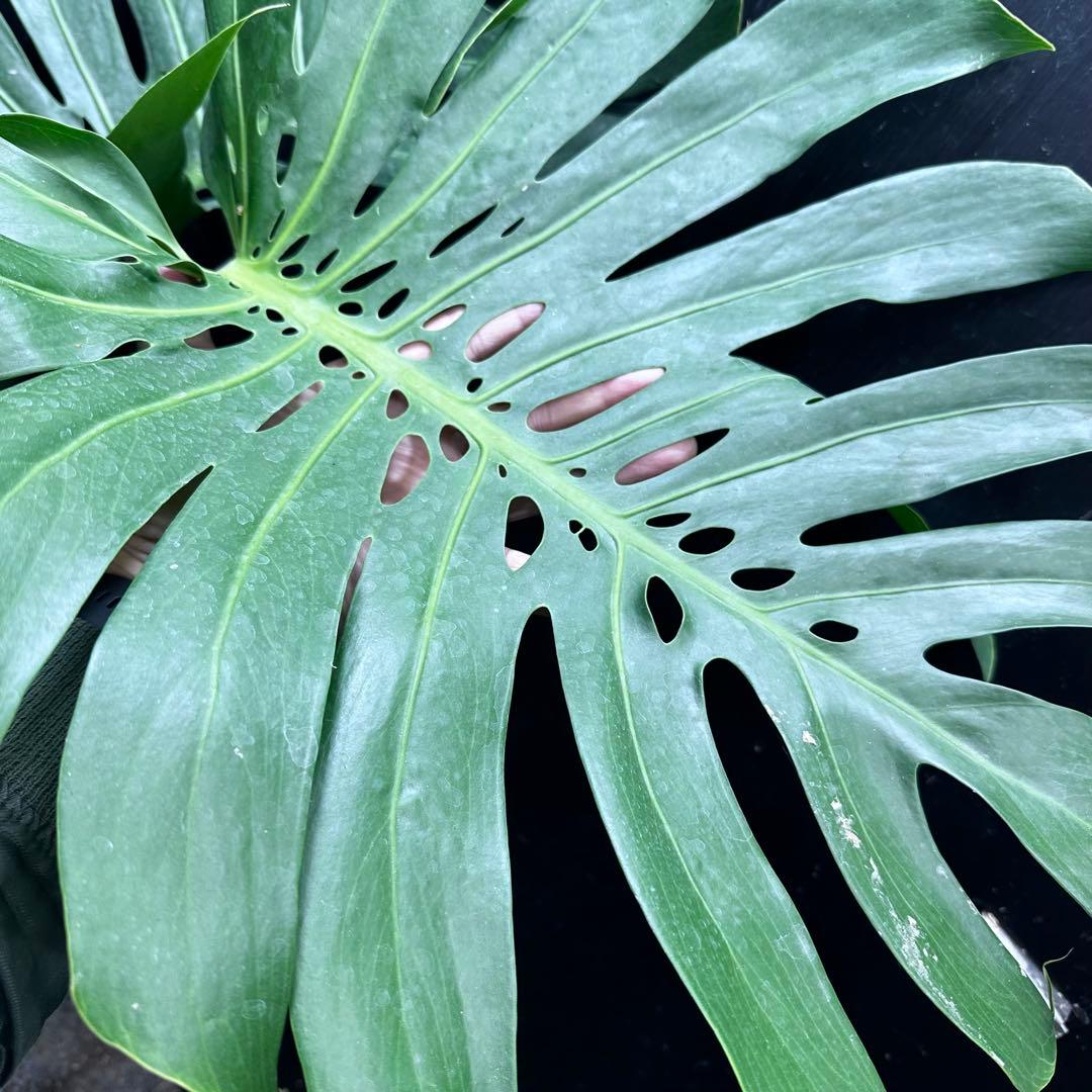 ば*ん様 モンステラデリシオーサマクロコズム超希少系統鉢植え103㎝