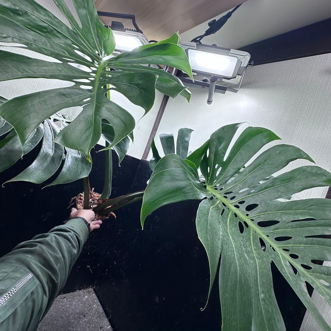 ば*ん様 モンステラデリシオーサマクロコズム超希少系統鉢植え103㎝