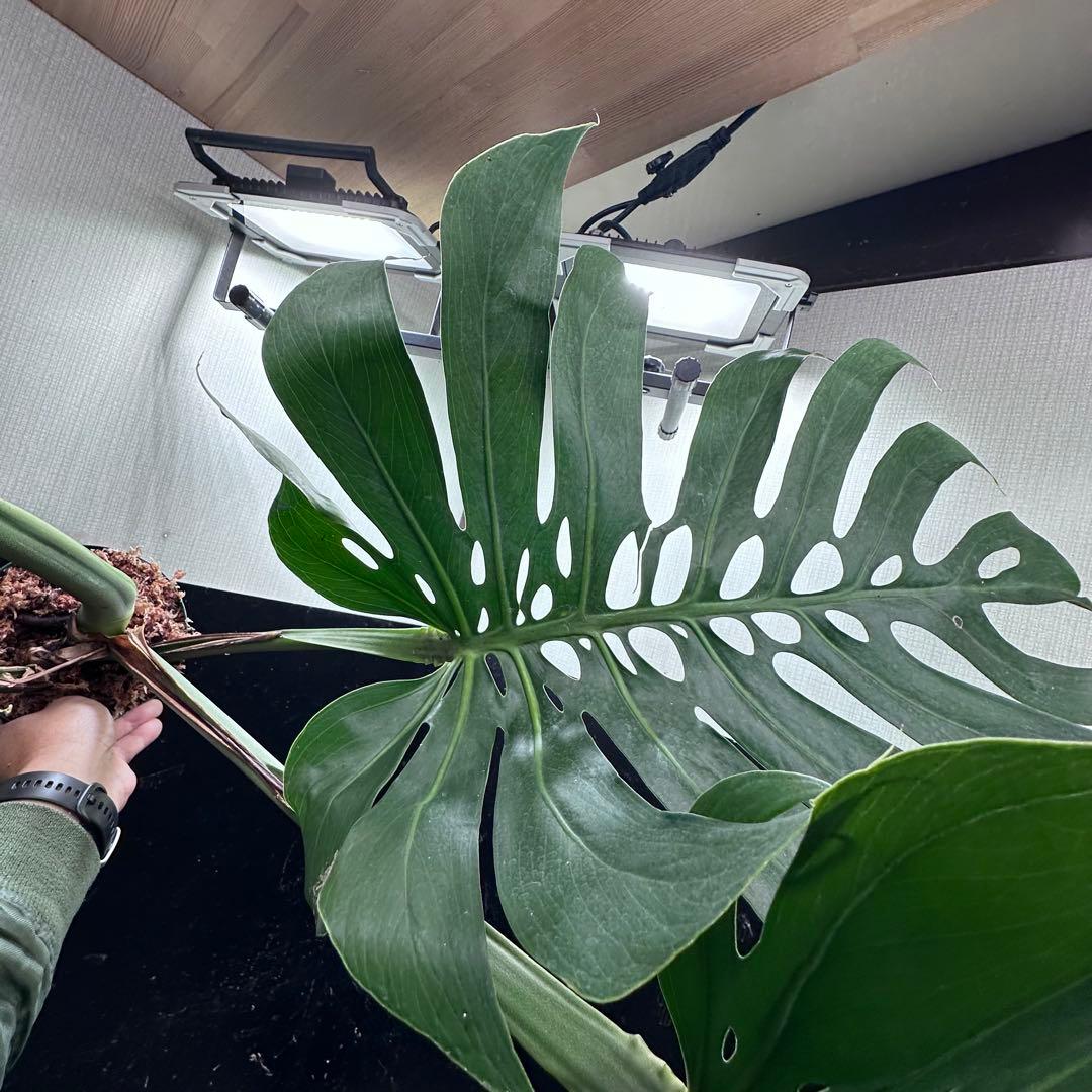 ば*ん様 モンステラデリシオーサマクロコズム超希少系統鉢植え103㎝