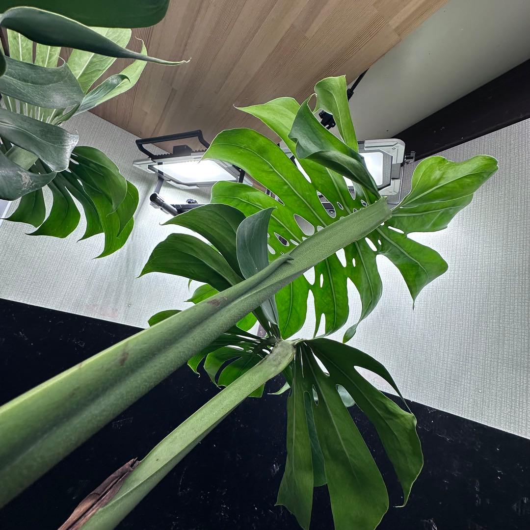 ば*ん様 モンステラデリシオーサマクロコズム超希少系統鉢植え103㎝