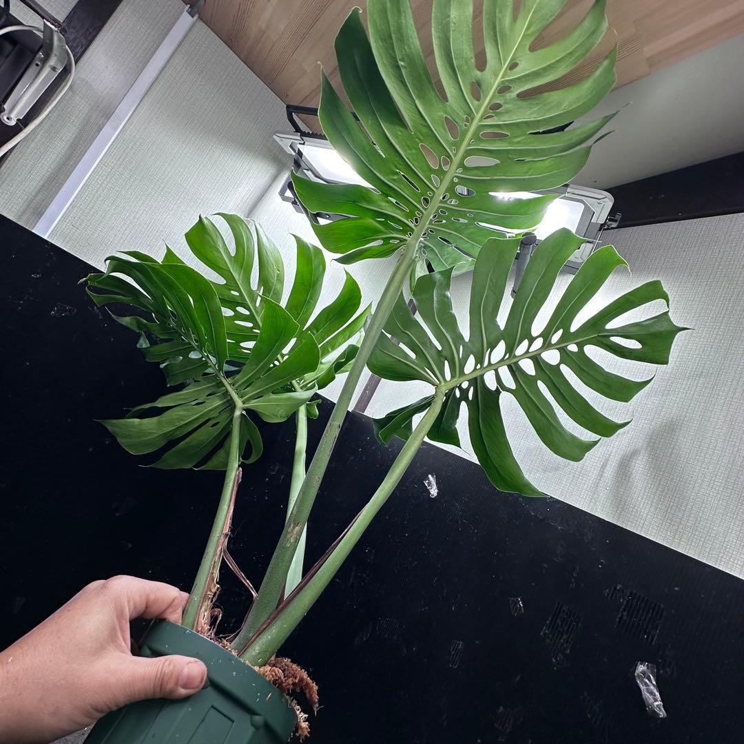 ば*ん様 モンステラデリシオーサマクロコズム超希少系統鉢植え103㎝
