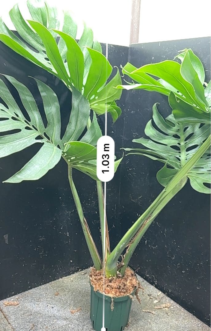 ば*ん様 モンステラデリシオーサマクロコズム超希少系統鉢植え103㎝