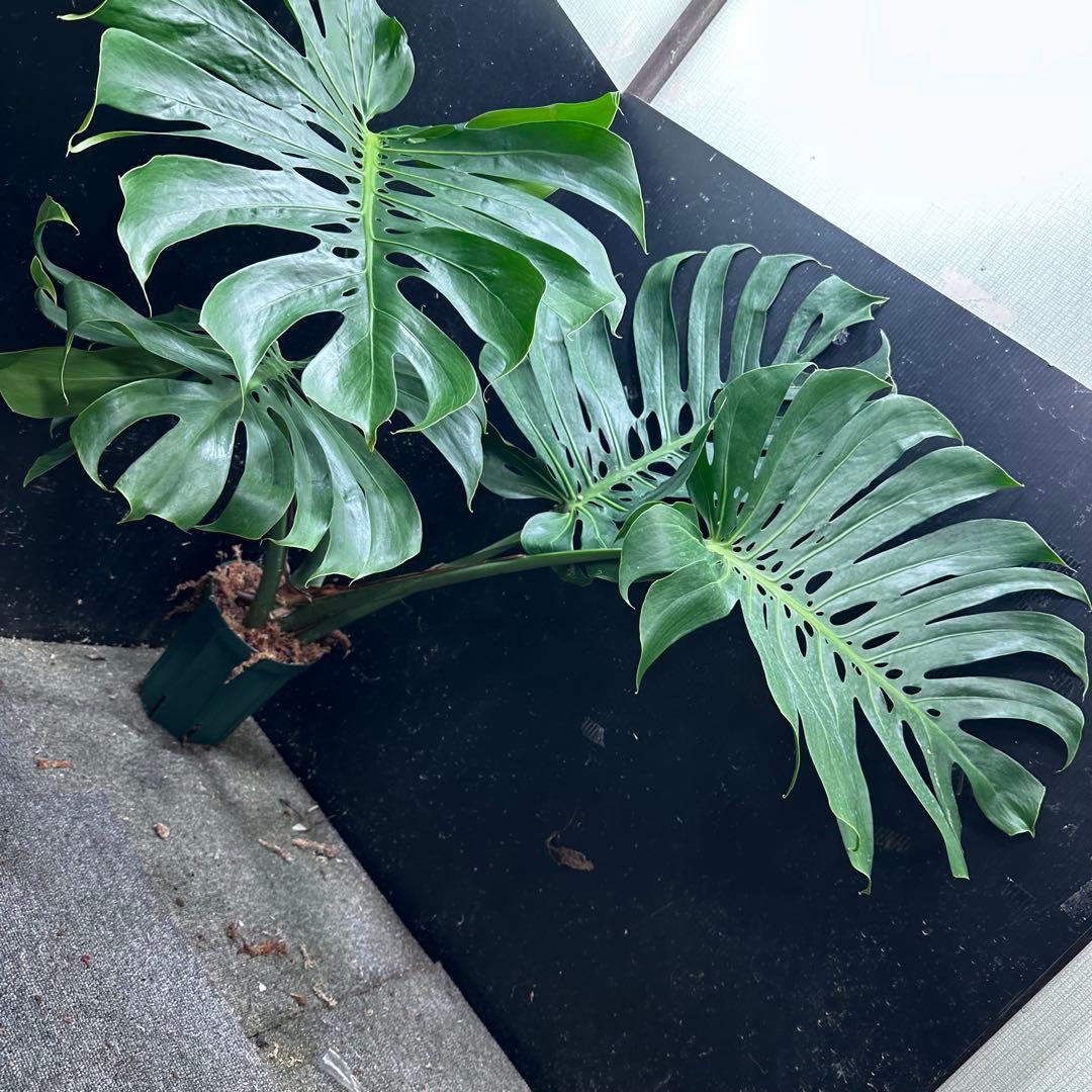 ば*ん様 モンステラデリシオーサマクロコズム超希少系統鉢植え103㎝