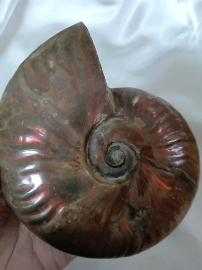 マダガスカル産 アンモナイト 化石 台座とオマケ付き