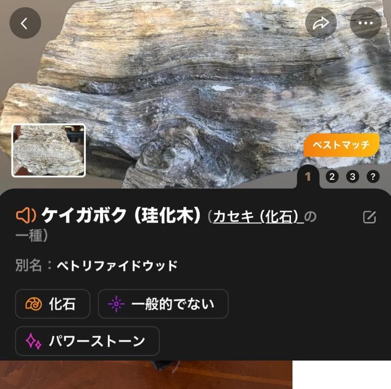 石収集家 人生コレクション 珪化木 天然石 鑑賞石 自然石 置物 台座付 お宝