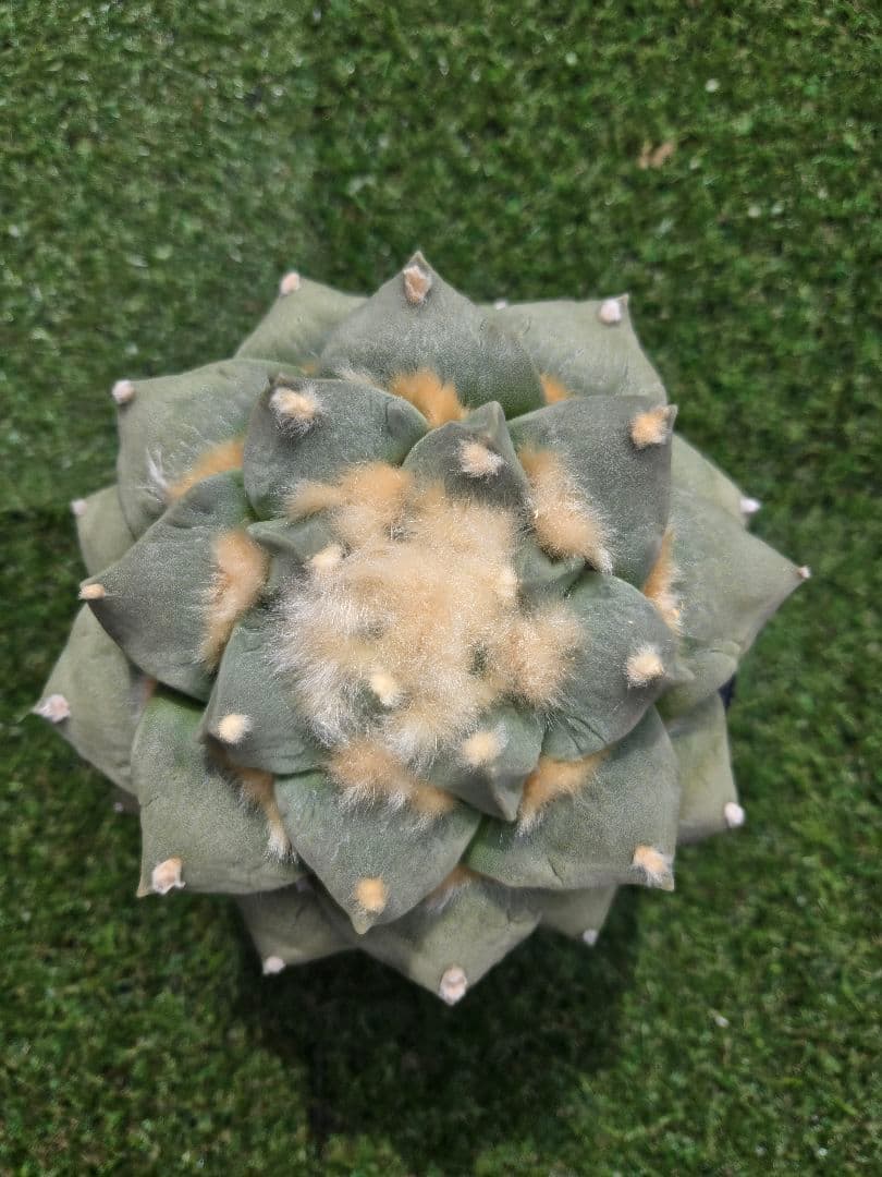 ペリカン牡丹×青磁牡丹　サボテン 実生