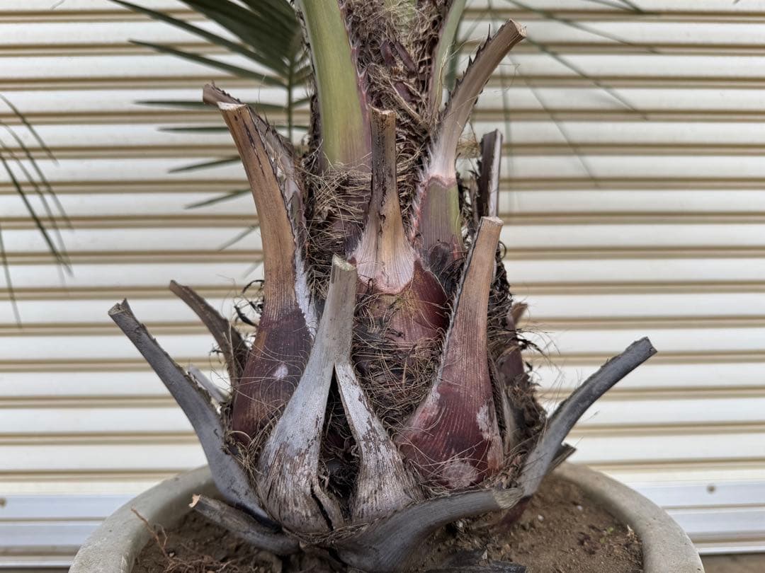 送料込み　ココスヤシ　シルバーリーフ　形状良　幹太　鉢植え　庭木　シンボルツリー
