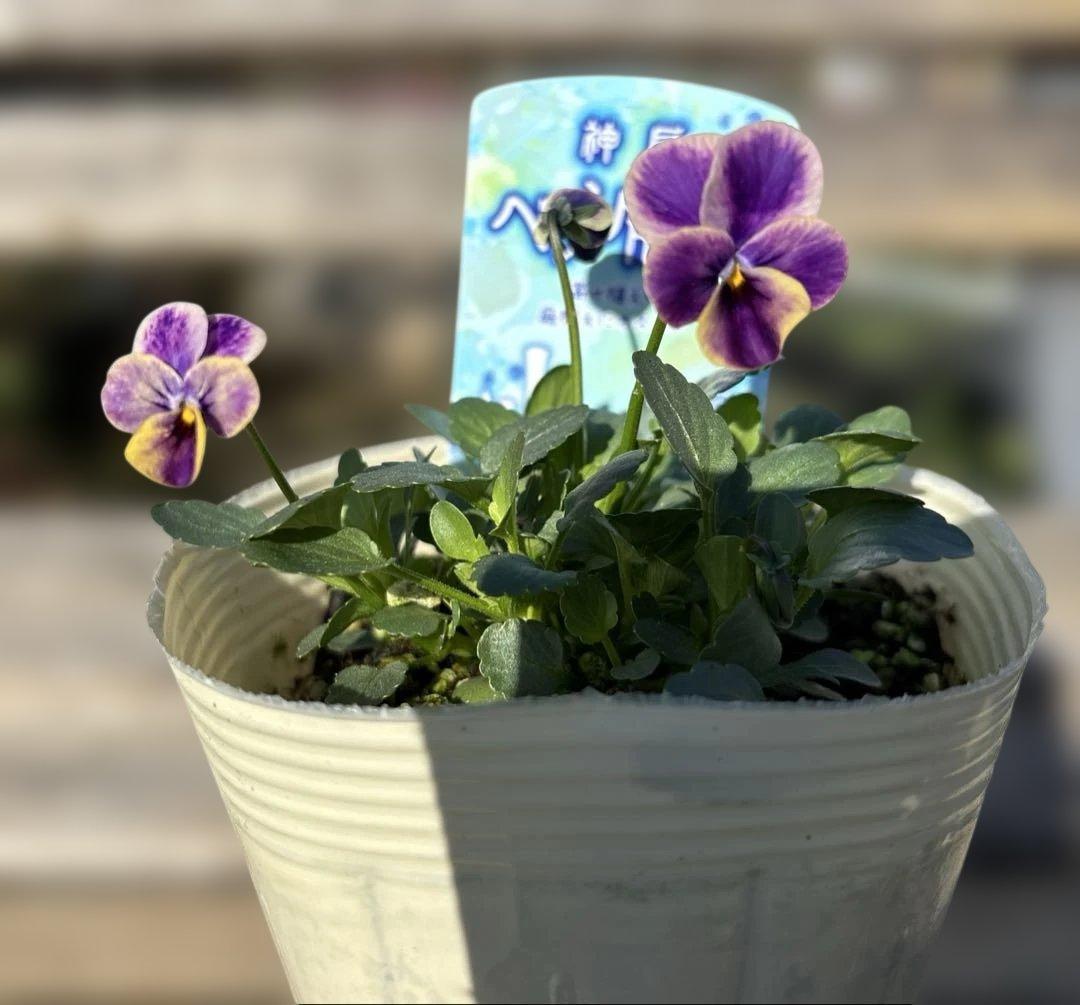 びおら様　ご依頼品　現品　メルカリ便発送　12苗