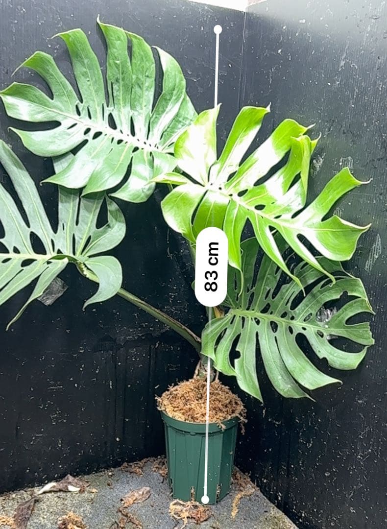 n*l様 モンステラデリシオーサマクロコズム超希少系統鉢植え83㎝