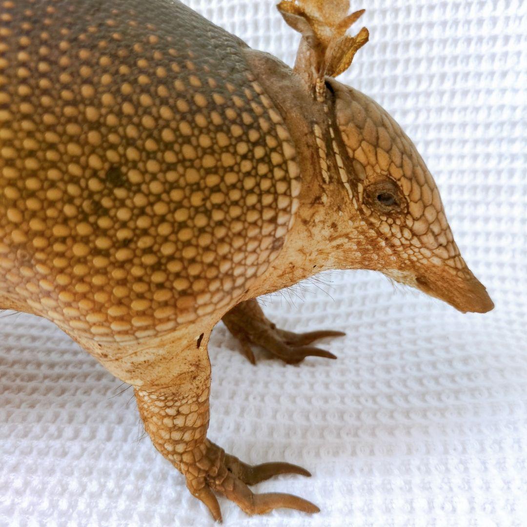 アルマジロ 剥製