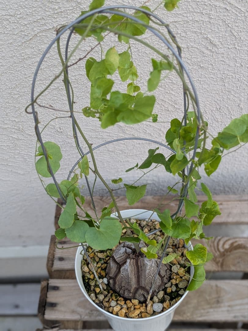 【現品・鉢まま出荷】割れがかっこいい!!　亀甲竜　アフリカ亀甲竜