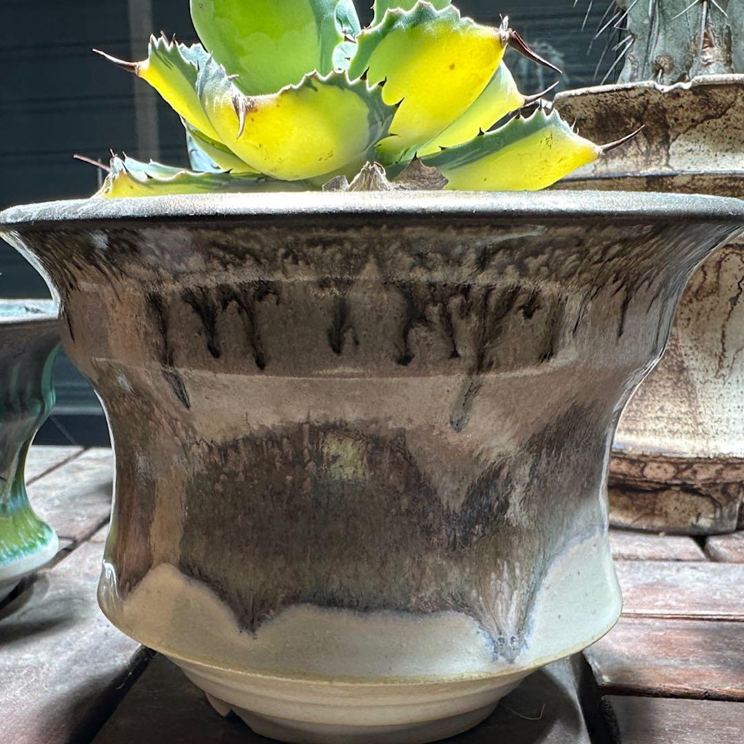 週末値下げ！ アガベ　ラムランナー　美株　希少　aftersoel 鉢付き特価