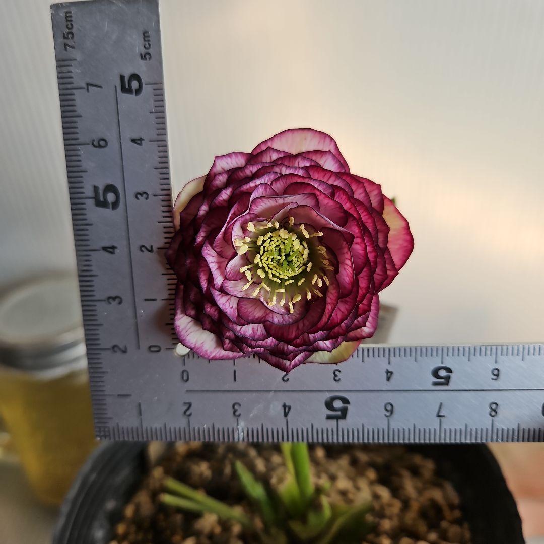 ㉖-340クリスマスローズ