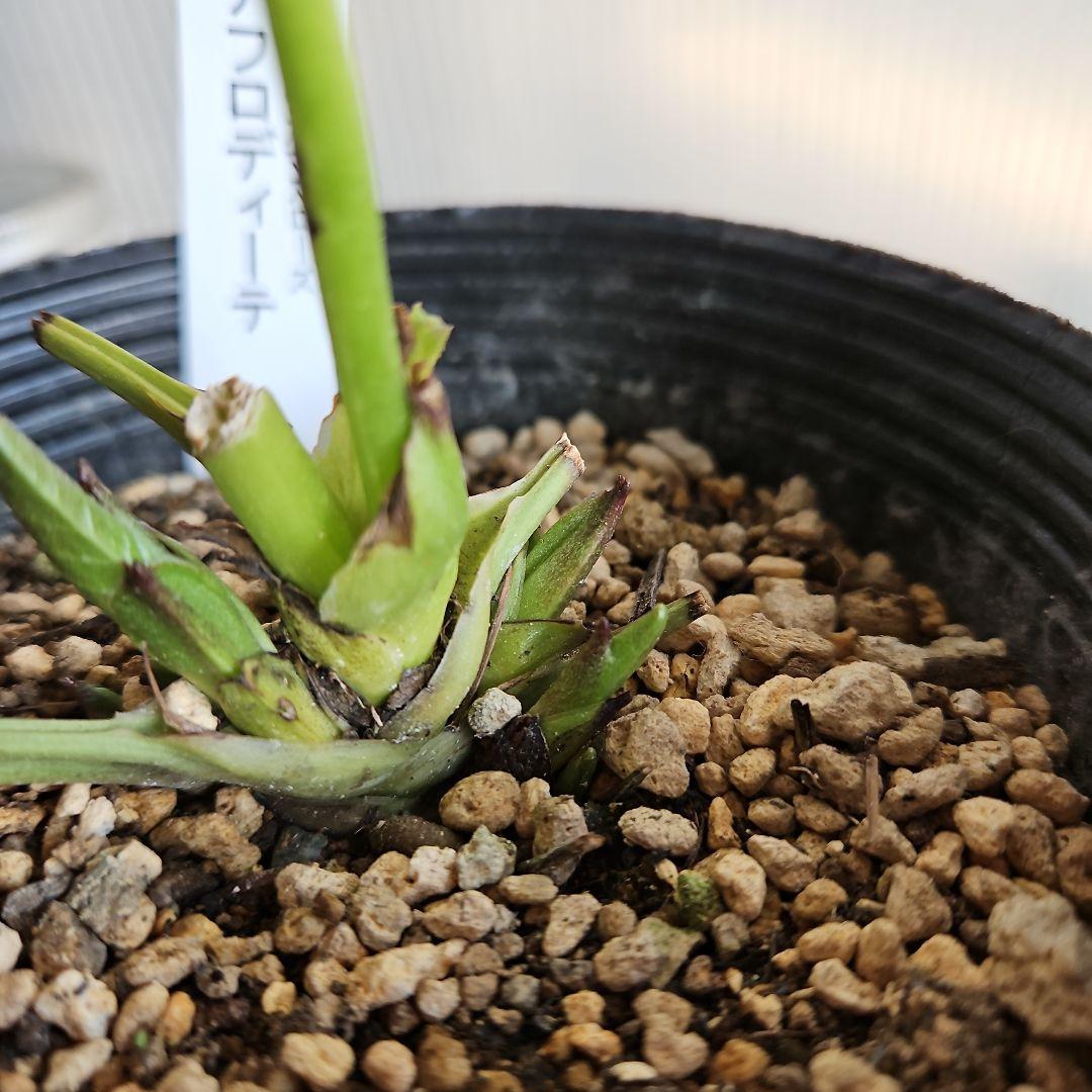 ㉖-340クリスマスローズ