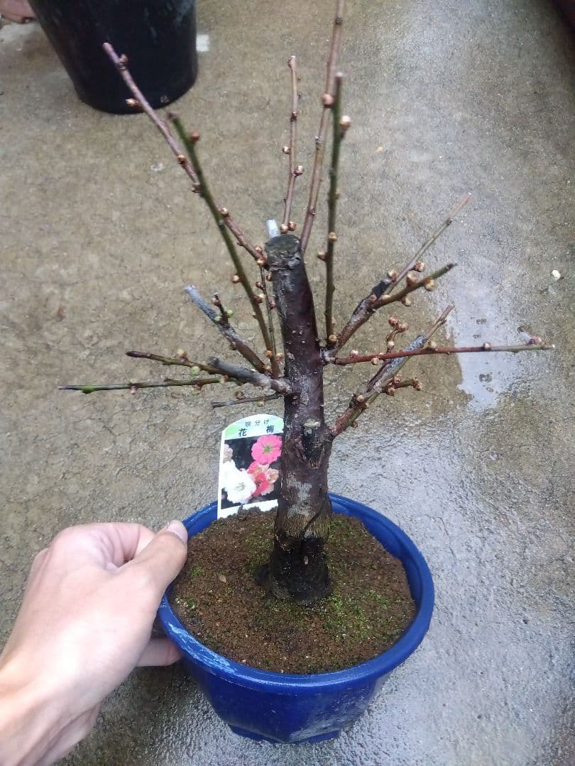 メルモ☆彡ユキエ　梅咲き分け５号鉢つき 菊水綴化　接木　3号鉢つき　計5鉢