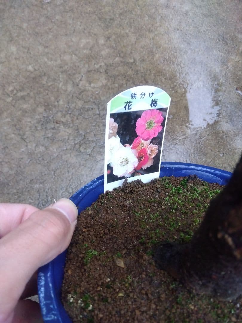 メルモ☆彡ユキエ　梅咲き分け５号鉢つき 菊水綴化　接木　3号鉢つき　計5鉢