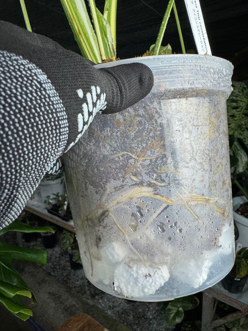 マ*ル様 2モンステラ　タイコンステレーション　スターライト　美斑入り　傷あり