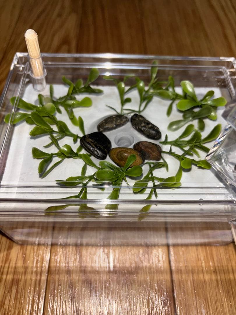 アリの石膏巣 試作品