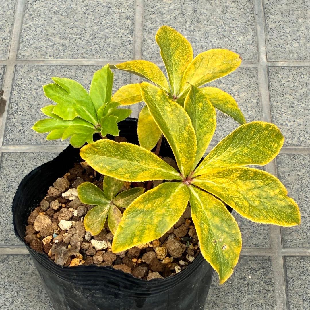 t*o様 ❤️根パンパン❤️沢山プックリ新芽❤️275⭐️極上品⭐️【ソレイユ】