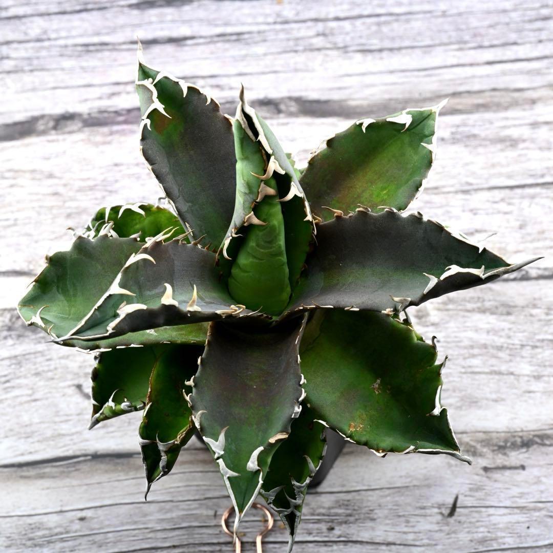 アガベ チタノタ 狂棘夕映 多肉植物 大株 管理番号 934