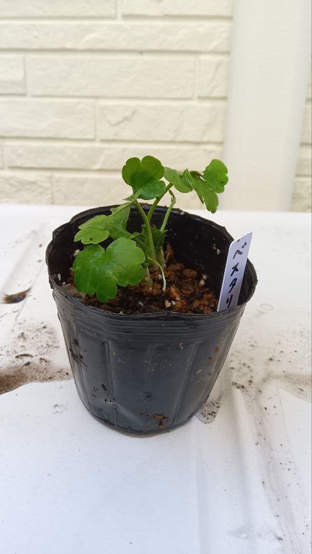 専用　ラナンキュラスラックス　芽出し苗セット