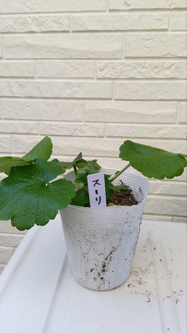 専用　ラナンキュラスラックス　芽出し苗セット