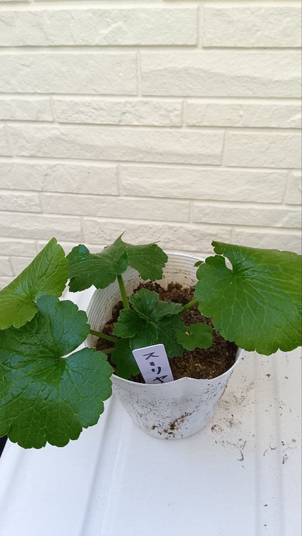 専用　ラナンキュラスラックス　芽出し苗セット