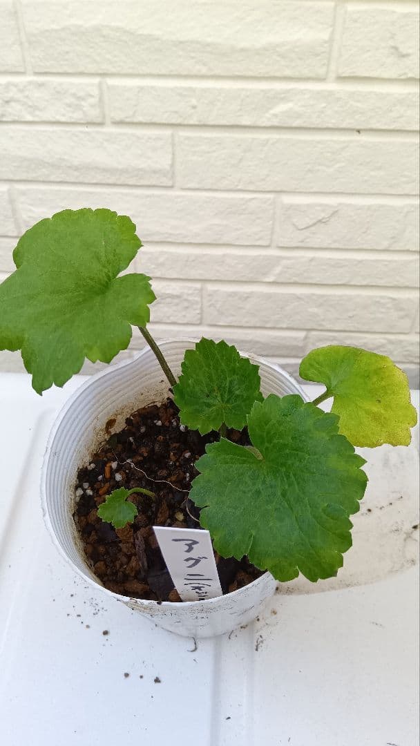 専用　ラナンキュラスラックス　芽出し苗セット