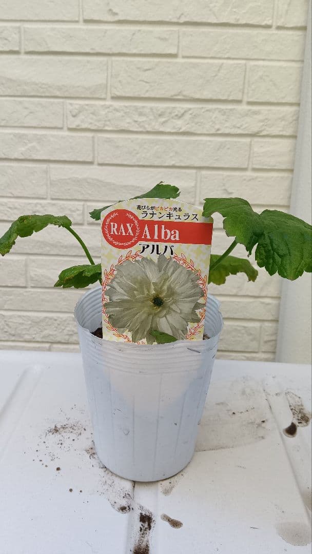 専用　ラナンキュラスラックス　芽出し苗セット