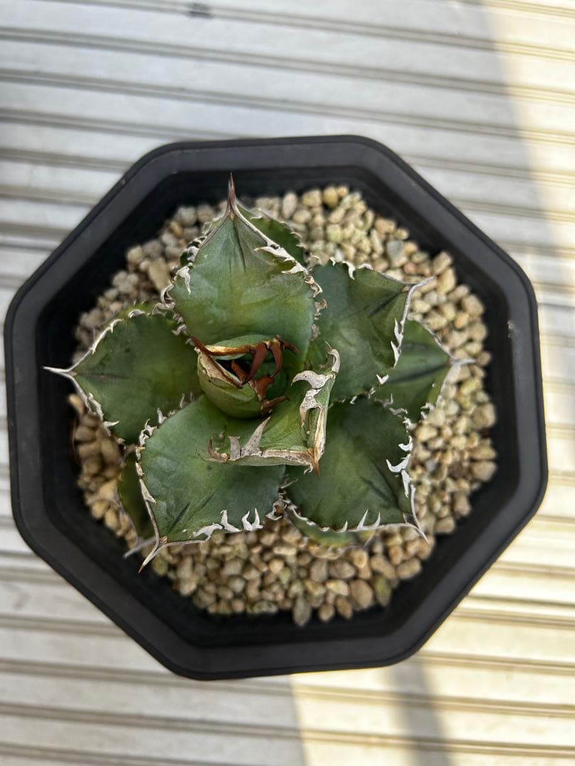 アガベ チタノタ　クラウン