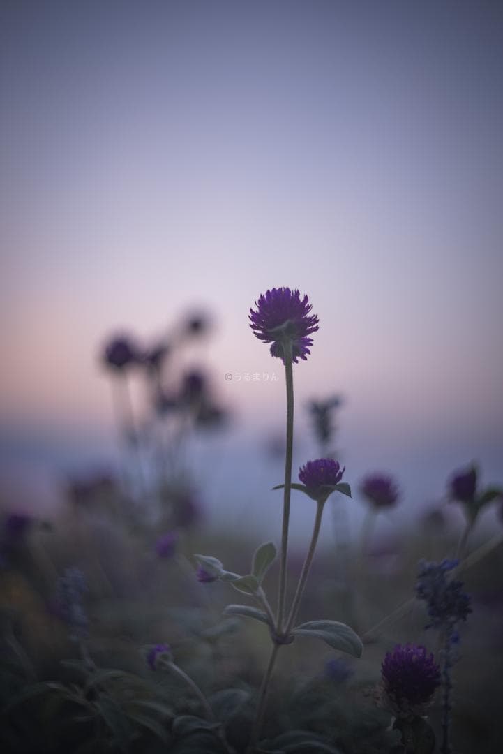 良品！虹の出る癖玉！Leica Summar 50mm f2 オールドレンズ